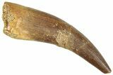 Fossil Plesiosaur (Zarafasaura) Tooth - Morocco #296391-1